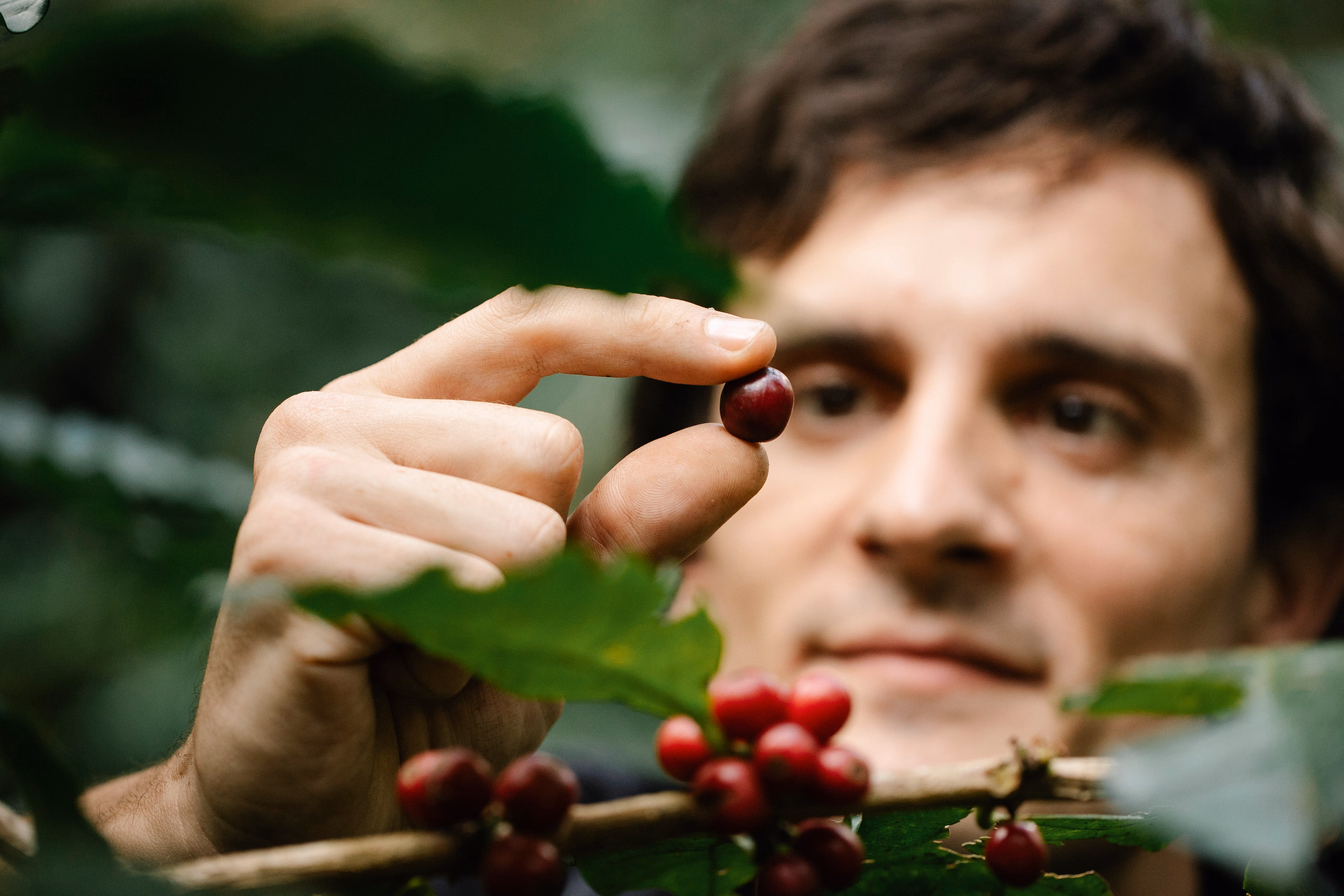 Farmer harvesting ripe coffee cherries
